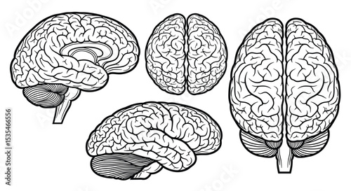 The Human Brain Anatomy Structure and Function Exploring the Intricate Organ System