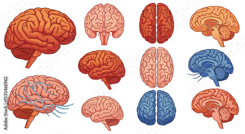 Exploring the Intricacies of the Human Brain A Journey into Cognitive Neuroscience