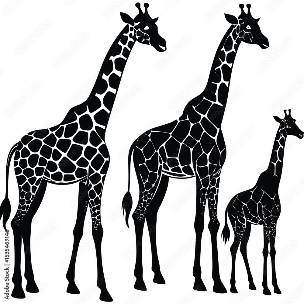 Naklejka premium Black and white illustration of three giraffes with distinctive patterned coats on white background
