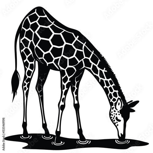 Black and white vector illustration of a giraffe drinking water from a puddle