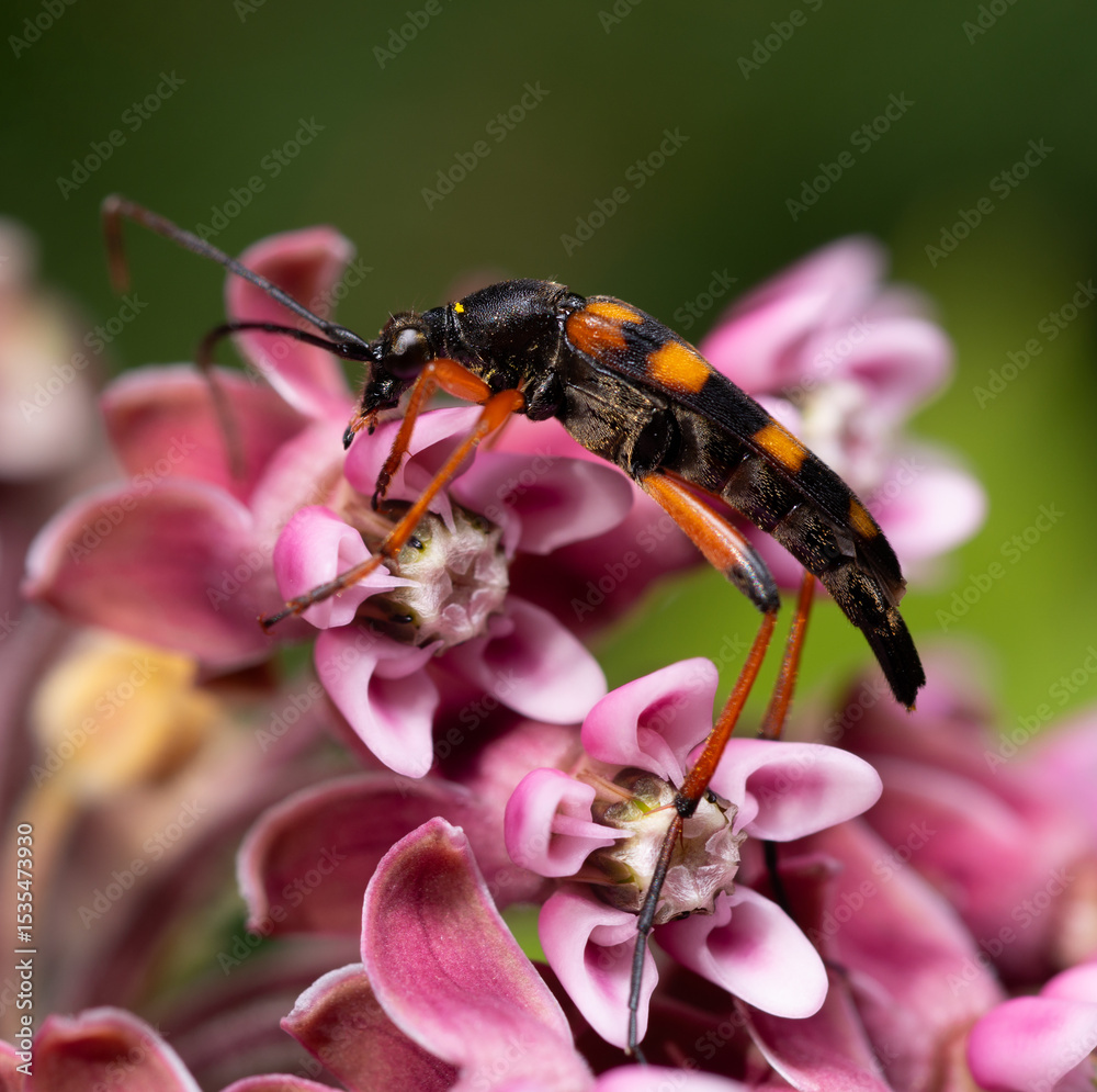 Slender Longhorn Beetle or Black-tipped Leptus, Strangalia attenuata, sitting on wild flowers Slender Longhorn Beetle or Black-tipped Leptus, Strangalia attenuata, sitting on wild flowers
