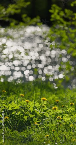 dandelions on the foreground, background of the glare of water on the lake in full focus on a sunny day