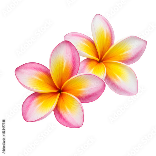 Two vibrant plumeria flowers with pink, yellow, and white petals are beautifully arranged isolated on white or transparent background. PNG, showcasing their tropical elegance photo