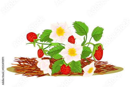 Organic mulching. Weed management. Plant with berries and red mulch. Mulches and mulching of beds and plants for decorative finish, soil protection.Woody waste, natural tree bark using as mulch.Vector