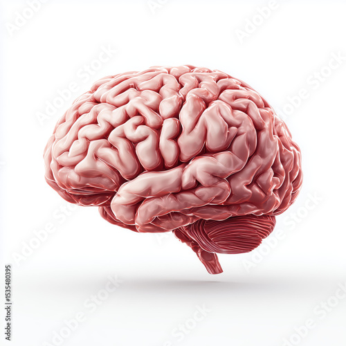 Detailed 3D Human Brain Anatomy Illustration , PNG isolated cut out image