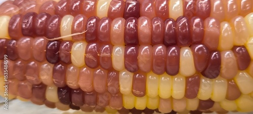 Purple and yellow corn seeds for background