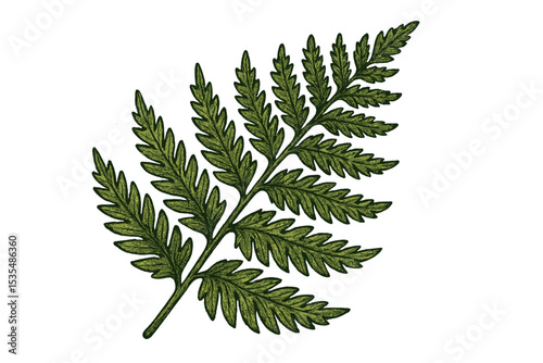 Vintage fern frond illustration in an antique botanical style. Hand drawn detailed green leaf. Engraving line art of a woodland plant isolated on white background. Vector.
