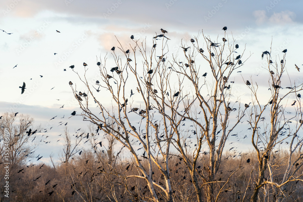 Fototapeta premium A large flock of crows gathers on a dry, bare tree