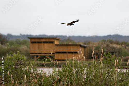Busard des roseaux,
Circus aeruginosus, Western Marsh Harrier, Réserve ornithologique, Le Teich, Bassin d'Arcachon, Landes de Gascogne, 33, Gironde