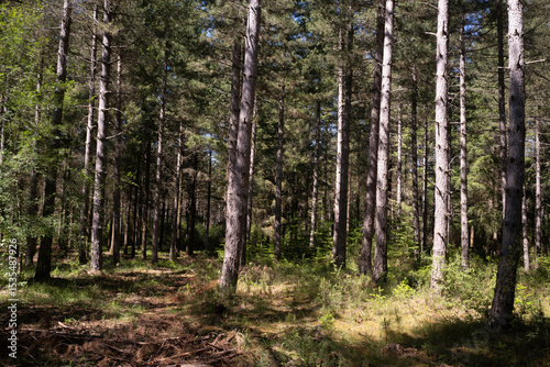 Wallpaper Mural Pin sylvestre, foret, Les Pinsel, Source, 12, Aveyron, Parc naturel régional des Grands Causses, France Torontodigital.ca