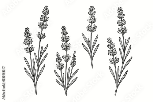 Lavender flower sprig set botanical illustration. Hand drawn vintage engraving style vector. Black and white line art sketch of herbal plant. Nature floral design element isolated.