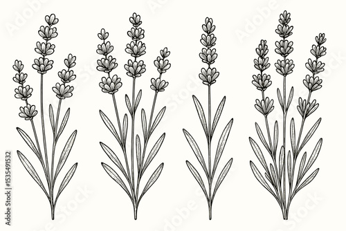 Elegant Vintage Lavender Flower Botanical Illustration. Hand Drawn Herbal Plant Stems. Detailed Monochrome Engraving. Aromatic Medicinal Herb. Nature Outline Design for Decor, Packaging, Wedding