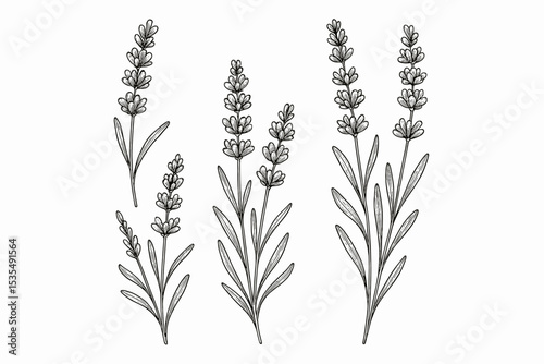 Hand Drawn Vintage Lavender Botanical Illustration. Black and White Floral Engraving, Aromatic Herb Line Art, Medicinal Plant Nature Drawing, Provence Flower, Herbal Clipart Design Isolated