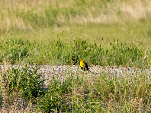 Yellow-headed Blackbird