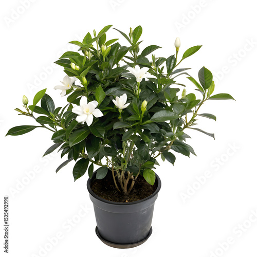 Gardenia in the flowerpot isolated on white transparent background