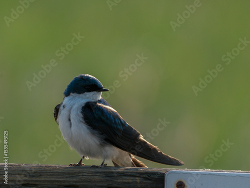 Tree Swallow