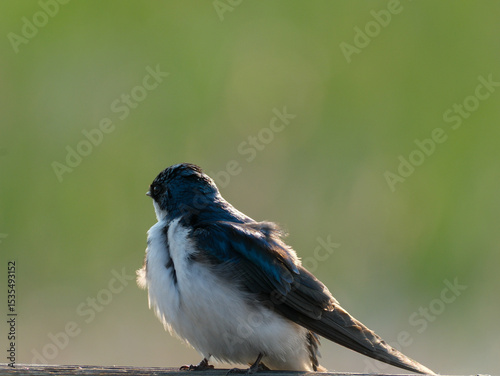 Tree Swallow