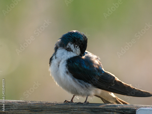 Tree Swallow