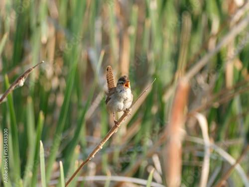 Marsh Wren