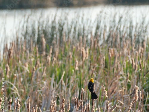 Yellow-headed Blackbird