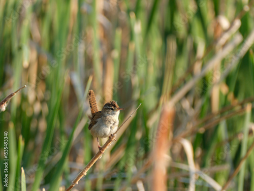 Marsh Wren