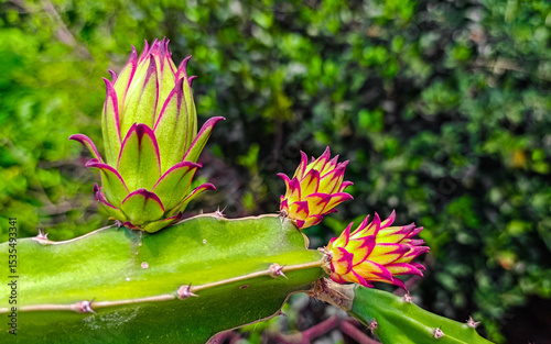 Dragon fruit tree and beautiful fruit.
