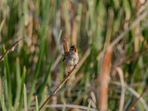 Marsh Wren