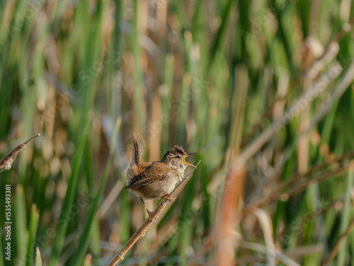 Marsh Wren