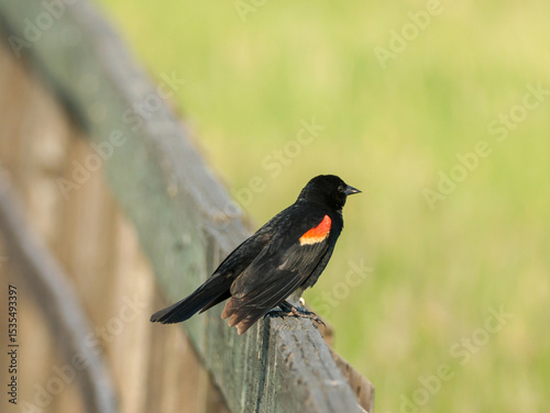 Red Winged Black Bird
