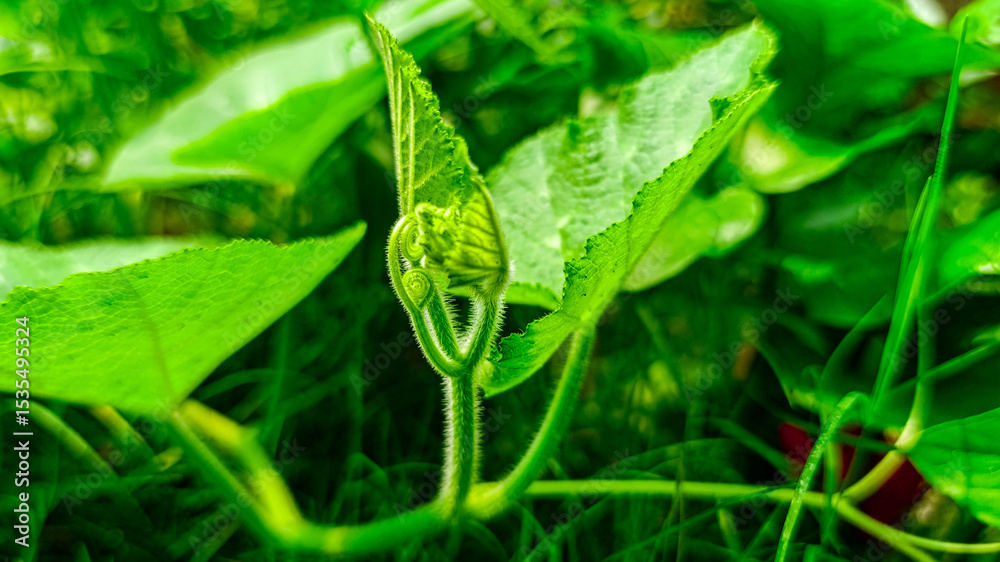 Beautiful green leaves in the garden. Beautiful green leaves in the garden.