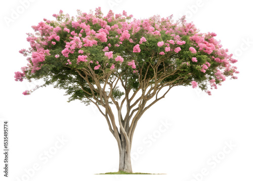 Giant crape-myrtle isolated on transparent background