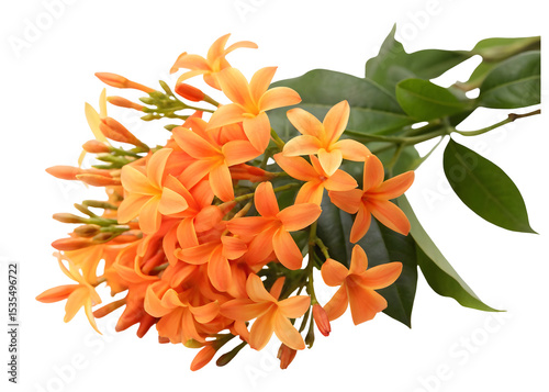 bouquet of orange jasmine flowers on transparent background
