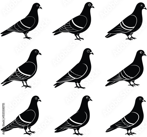 pigeons vector