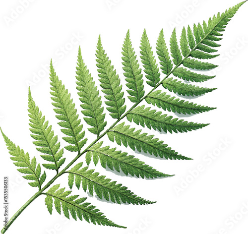 Isolated green fern frond with a natural leaf pattern
