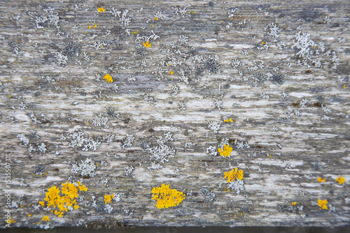 Close-Up of Textured Wooden Surface with Moss and Lichen Growth