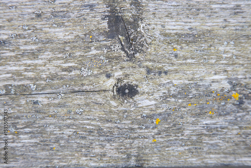 Close-Up of Textured Wooden Surface with Moss and Lichen Growth