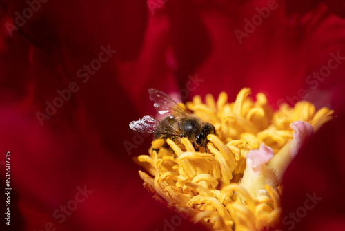 Honeybee Gathering Nectar on Bright Red Flower With Yellow Stamens