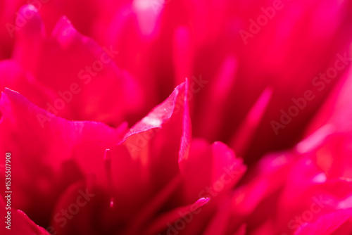 Close-Up of a Vibrant Pink Flower With Soft Petals and Intense Details