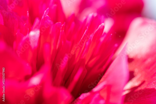 Close-Up of a Vibrant Pink Flower With Soft Petals and Intense Details
