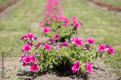 Vibrant Pink Petunias Blooming in a Lush Garden Setting