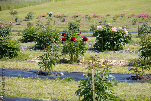 Cultivated Peony Plants Growing in a Field on a Bright Day