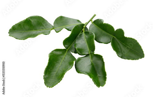 Bergamot kaffir lime leaves herb fresh ingredient isolated on a transparent background