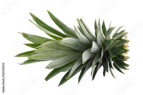 pineapple leaves isolated on a transparent background
