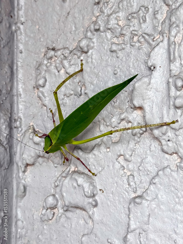 Leaf hooper on the wall
