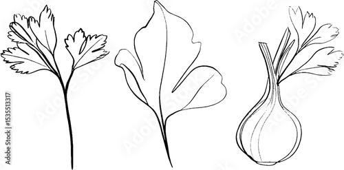 Celery and vegetable line art illustration set for culinary design and print