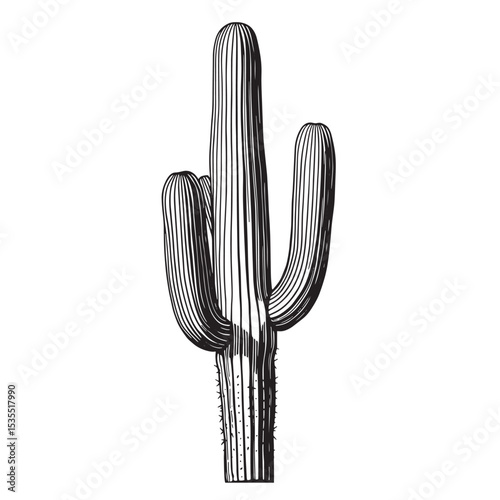 Detailed black and white line art illustration of a tall saguro cactus plant