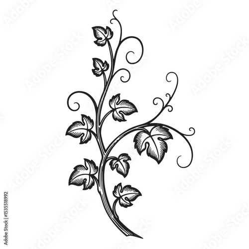 Elegant black and white decorative illustration of a grapevine branch with leaves and tendrils