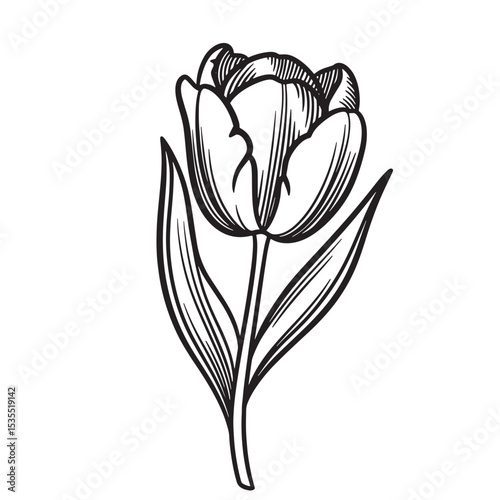 Elegant black and white hand drawn tulip flower illustration for design projects