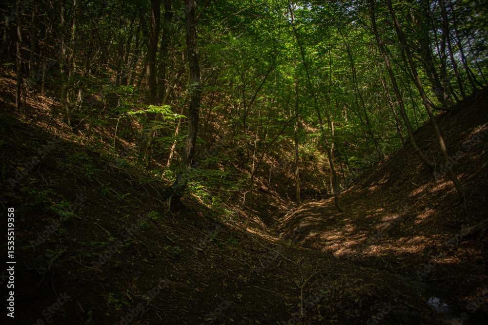 Fototapeta premium Shady Forest Ravine with Sunlight Filtering Through Trees