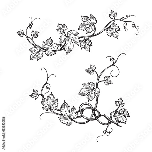 Elegant hand drawn grapevine elements black and white vector illustration for design purposes
